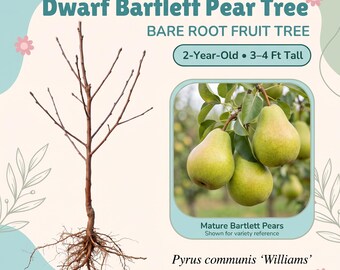 May include: A bare root Dwarf Bartlett Pear Tree, Pyrus communis Williams, labeled as 2-year-old and 3-4 ft tall. The image shows a leafless sapling with exposed roots and an inset photo of three green, mature Bartlett pears on a branch.