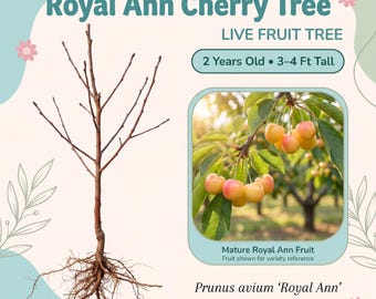 Cerezo Royal Ann vivo – 2 años de edad, 90-120 cm de altura, cerezas dulces rubias con tonos rojizos, zonas 4-10