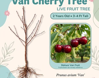Cerezo Van, árbol frutal vivo – 2 años de edad, 90-120 cm de altura, cerezas grandes, dulces y jugosas de color carmesí oscuro, zonas 4-9.