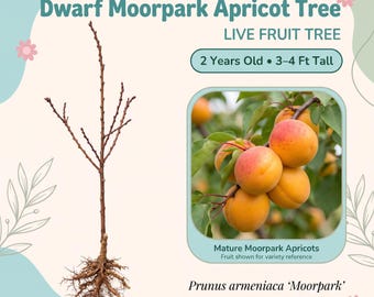 Dwarf Moorpark Apricot Tree Live Fruit Tree – 2 Year Old, 3–4 Ft Tall, Large Sweet Aromatic Apricots, Zones 5–8