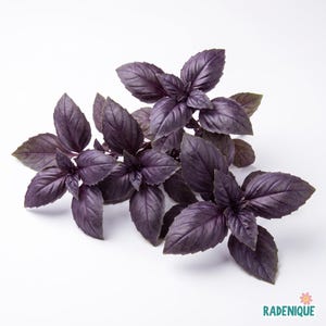 500 Seeds | Dark Opal Basil Seeds (Ocimum basilicum) – Purple Ruffled Herb with Reddish Purple Foliage and Pink Flowers for Garden Planting