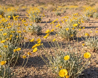 May include: A field of bright yellow desert wildflowers with silvery-green foliage growing in dry, rocky soil under sunlight. The scene features numerous small, daisy-like blooms scattered across the landscape, with the text RADENIQUE visible.