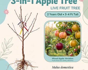 Árbol de manzana 3 en 1, árbol frutal vivo – 2 años de edad, 90-120 cm de altura, manzanas injertadas de múltiples variedades, autofértil, zonas 4-10.