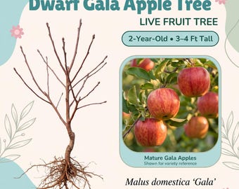 May include: A 2-year-old, 3-4 ft tall bare-root Dwarf Gala Apple Tree with exposed roots and branches. The image includes text reading Dwarf Gala Apple Tree, LIVE FRUIT TREE, 2-Year-Old, 3-4 Ft Tall, Mature Gala Apples, and Malus domestica 'Gala'.