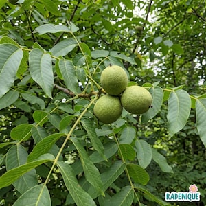 May include: Three round, green, unripe walnuts hang from a thin, woody branch surrounded by numerous pinnate, serrated green leaves. The walnuts have a smooth, firm outer husk and are clustered together amidst the dense foliage of the tree.