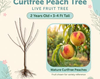 Curlfree Peach Tree Live Fruit Tree – 2 Year Old, 3–4 Ft Tall, Incredibly Sweet Yellow Peaches, Self Pollinating, Zones 5–9