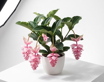 May include: A potted Medinilla magnifica plant with dark green, veined leaves and multiple drooping clusters of small, light pink flowers. The plant is housed in a smooth, matte white ceramic pot. The text RADENIQUE appears in the bottom corner.