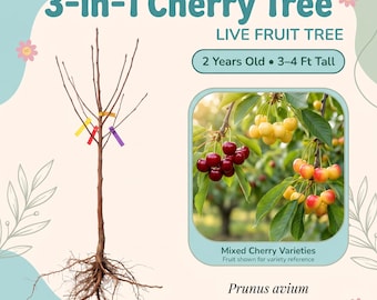 Cerezo 3 en 1, árbol frutal vivo – 2 años de edad, 90-120 cm de altura, múltiples variedades de cereza injertadas, zonas 4-10