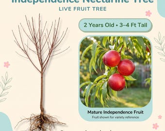 Independence Nectarine Tree Live Fruit Tree – 2 Year Old, 3–4 Ft Tall, Sweet Tangy Red Nectarines, Self Pollinating, Zones 5–9