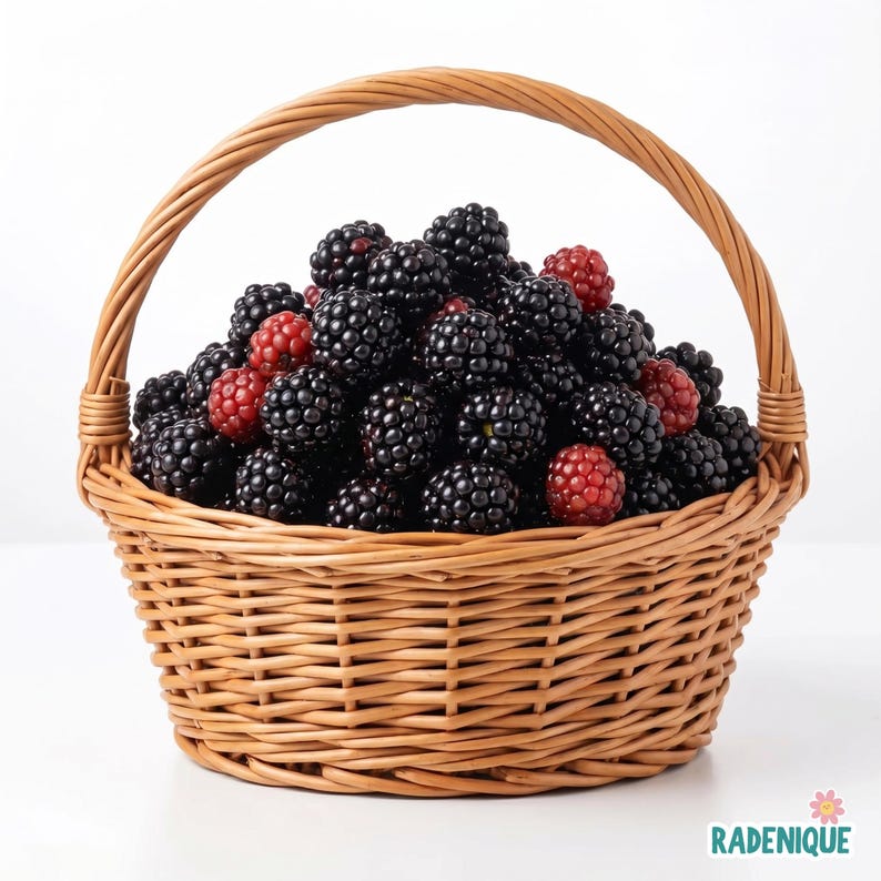 May include: A round, light brown woven wicker basket with a sturdy arched handle, filled to the brim with a large heap of fresh blackberries. The berries are a mix of deep, dark black and some lighter reddish-pink hues, showing textured surfaces.