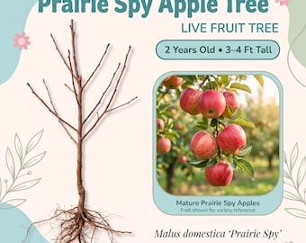 Manzano Prairie Spy, árbol frutal vivo – 2 años de edad, 90-120 cm de altura, manzanas rojas dulces y jugosas, zonas 3-9.