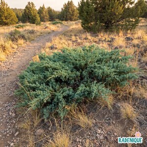May include: A low-growing, sprawling evergreen juniper shrub with dense, needle-like blue-green foliage. The plant is situated along a dirt trail in a dry, grassy landscape with scattered rocks and distant pine trees under a clear sky.
