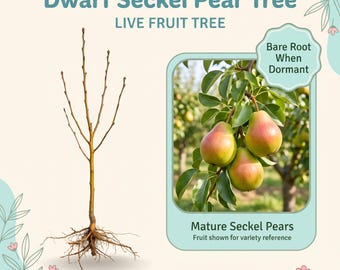 Peral enano Seckel, árbol frutal vivo – Pera de azúcar, aproximadamente 100 cm de altura, fruto dulce similar a la miel, zonas 4–8.