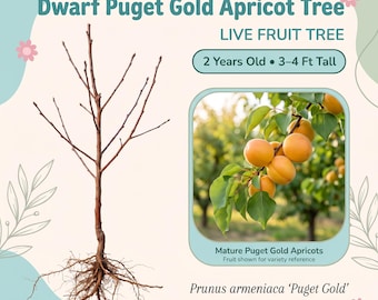 Albaricoquero enano Puget Gold, árbol frutal vivo – 2 años de edad, 90-120 cm de altura, albaricoques de color naranja dorado, autofértil, zonas 5-9.