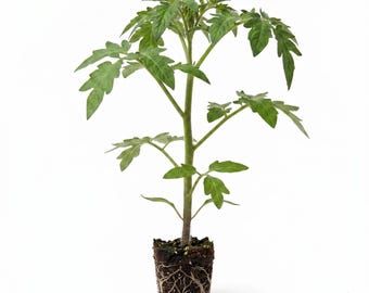 May include: A young tomato plant with vibrant green, serrated leaves and a central stem. The root ball is exposed, showing dark soil and a network of fine white roots. The text RADENIQUE with a small flower icon is visible in the bottom right corner.