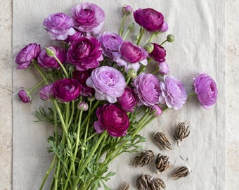 May include: A bouquet of ranunculus flowers in various shades of purple, magenta, and lavender with green stems and leaves, accompanied by several dried brown corms, with the text RADENIQUE and a small flower icon in the bottom right corner.
