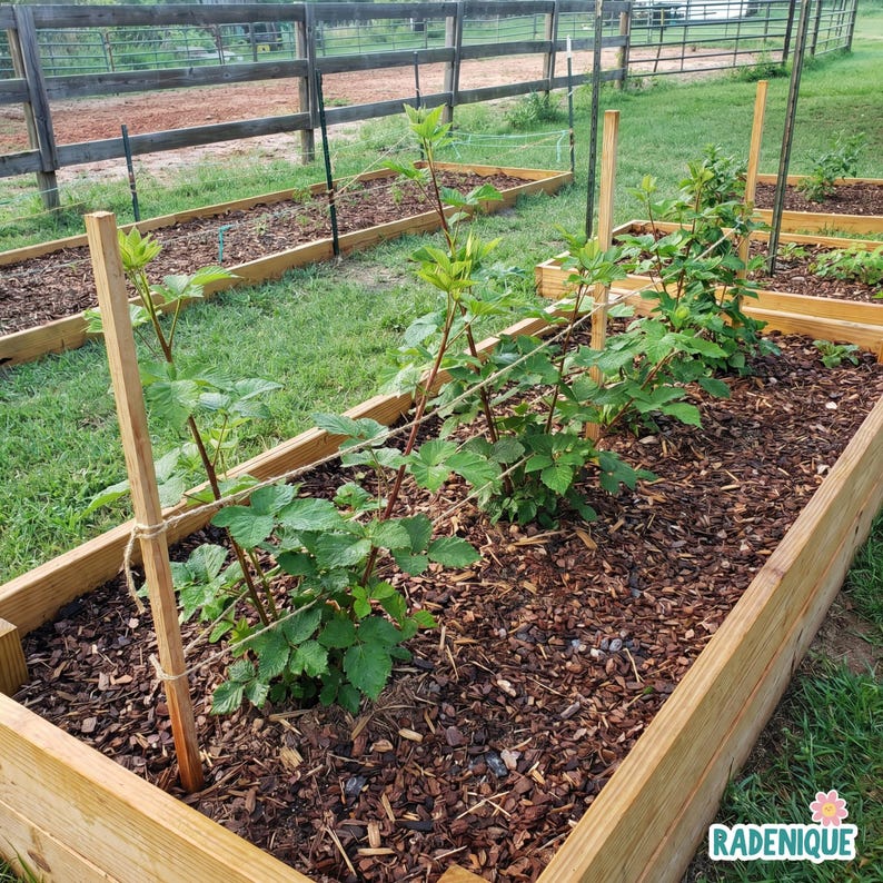 May include: A rectangular raised garden bed constructed from light brown wooden planks, filled with dark brown wood mulch. Several green raspberry plants grow in a row, supported by thin wooden stakes and twine strings running horizontally.