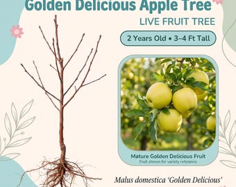 Golden Delicious Apple Tree Live Fruit Tree – 2 Year Old, 3–4 Ft Tall, Sweet Crisp Golden Apples, Partially Self Pollinating, Zones 4–8