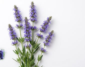 May include: A cluster of purple hyssop flowers with green stems and leaves, arranged vertically. The plant features multiple spikes of small, vibrant violet-blue blossoms. The text RADENIQUE with a small flower icon is in the bottom right corner.