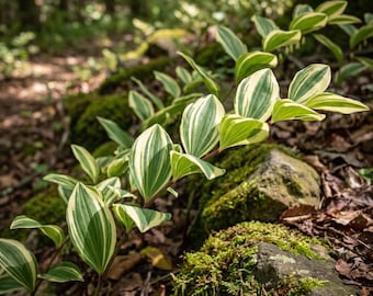May include: A variegated Solomon's seal plant featuring arching stems with alternating, pointed leaves. The foliage displays a distinct pattern of deep green centers bordered by creamy white margins, growing in a cluster near mossy rocks.