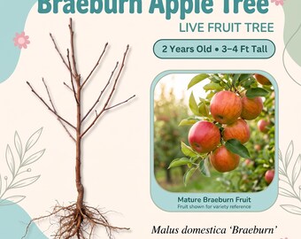 Braeburn Apple Tree Live Fruit Tree – 2 Year Old, 3–4 Ft Tall, Crisp Sweet-Tart Red Apples, Self Pollinating, Zones 4–10