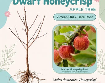 May include: A bare root Dwarf Honeycrisp apple tree with exposed roots and leafless branches. The image includes text reading Dwarf Honeycrisp APPLE TREE, 2-Year-Old Bare Root, Mature Honeycrisp Fruit, and Malus domestica Honeycrisp.