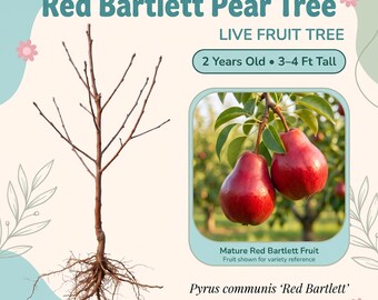 Red Bartlett Pear Tree Live Fruit Tree – 2 Year Old, 3–4 Ft Tall, Sweet Scarlet Red Pears, Self Pollinating, Zones 4–9