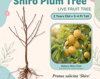 Shiro Plum Tree Live Fruit Tree – 2 Year Old, 3–4 Ft Tall, Large Golden-Yellow Sweet Juicy Plums, Zones 5–10