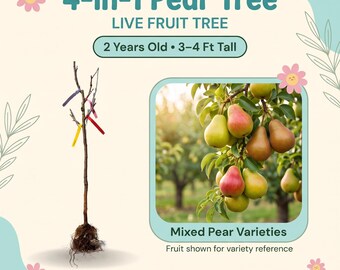 Peral 4 en 1, árbol frutal vivo – 2 años de edad, 90-120 cm de altura, peras injertadas de múltiples variedades, zonas 4-10