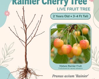 Rainier Cherry Tree Live Fruit Tree – 2 Year Old, 3–4 Ft Tall, Sweet Yellow and Red Cherries, Bare Root, Zones 4–10