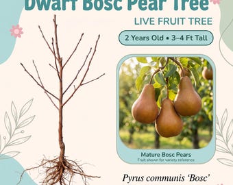 Peral Bosc enano, árbol frutal vivo – 2 años de edad, 90-120 cm de altura, peras de color marrón canela, autofértil, zonas 4-9.