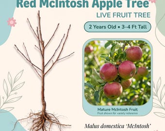 Red McIntosh Apple Tree Live Fruit Tree – 2 Year Old, 3–4 Ft Tall, Juicy Sweet-Tart Red Apples, Needs Pollinator, Zones 4–7