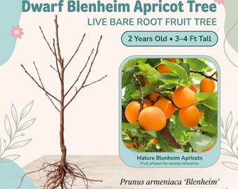 May include: A bare root Dwarf Blenheim Apricot Tree, 2 years old and 3-4 ft tall, with brown branches and exposed roots. An inset shows mature orange apricots on a leafy branch. Text includes Dwarf Blenheim Apricot Tree, Prunus armeniaca.