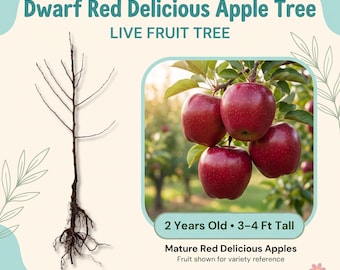 Manzano enano Red Delicious, árbol frutal vivo – 2 años de edad, 90-120 cm de altura, manzanas rojas clásicas, zonas 4-9.