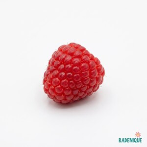May include: A single fresh raspberry with a vibrant red color and a textured, bumpy surface composed of numerous small drupelets. The fruit has a conical shape and is positioned against a plain white background with the text RADENIQUE below.