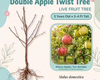 Árbol frutal vivo Double Apple Twist – 2 años de edad, 90–120 cm de altura, 2 variedades de manzana en 1 árbol, autofértil, zonas 4–10