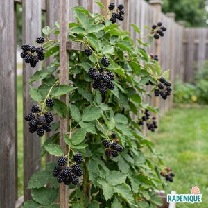 May include: A blackberry plant growing on a wooden trellis with numerous clusters of dark, ripe blackberries and green serrated leaves. The plant features multiple stems laden with fruit, showcasing the texture of the berries and foliage.