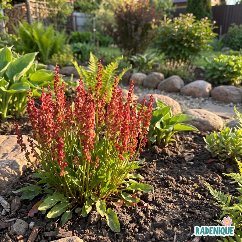 Small Seed Rising 100 Seeds | Sheep Sorrel – Rumex Acetosella, Red Sorrel Sour Weed Herb ...