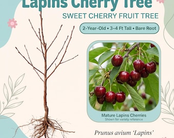 May include: A bare root Lapins Cherry Tree with brown branches and exposed roots. Text reads: Lapins Cherry Tree, Sweet Cherry Fruit Tree, 2-Year-Old, 3-4 Ft Tall, Bare Root. Includes an inset photo of red cherries and Prunus avium Lapins.