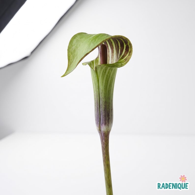 Jack in the Pulpit Bare Roots – Arisaema Triphyllum Woodland Perennial ...