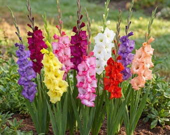 May include: A collection of tall gladiolus flowers in a vibrant array of colors including purple, deep magenta, bright yellow, soft pink, dark red, pure white, orange-red, violet, and peach, all featuring long green stems and pointed leaves.