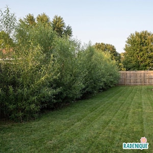 May include: A lush green lawn with a row of tall, leafy trees on the left side, and a wooden fence on the right. The sky is a clear blue, and the grass is neatly mowed. The scene evokes a sense of tranquility and natural beauty.