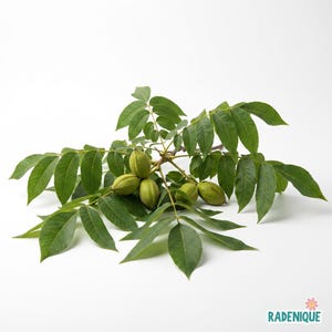 May include: A branch of a pecan tree featuring numerous serrated, bright green leaves and several oval-shaped, light green husks containing pecans. The text RADENIQUE with a small flower icon is visible in the bottom right corner of the image.