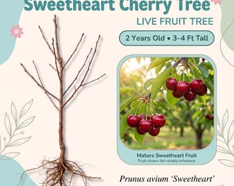 Sweetheart Cherry Tree Live Fruit Tree – 2 Year Old, 3–4 Ft Tall, Sweet Crimson Red Cherries, Self Pollinating, Zones 4–9