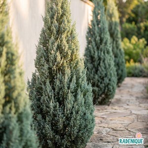 Carolina Sapphire Cypress Starter Plug Bare Root Evergreen Tree for Outdoor Landscaping, Blue-Green Conifer for Sun or Partial Shade
