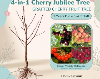 May include: A 4-in-1 Cherry Jubilee Tree, a grafted fruit tree labeled 2 Years Old and 3-4 Ft Tall. The image shows a bare-root tree with exposed roots and a box displaying four varieties of cherries labeled Cherry Variety Reference.