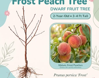 May include: A bare-root Frost Peach Tree with exposed roots and branches, labeled as a 2-year-old dwarf fruit tree, 3-4 ft tall. An inset image shows mature peaches on a leafy branch. Text includes 'Frost Peach Tree' and 'Prunus persica Frost'.
