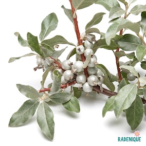 May include: A branch of an Elaeagnus plant featuring reddish-brown stems, oval-shaped leaves with a silvery-green hue, and clusters of small, round, metallic silver berries. The plant displays a natural texture with visible veins on the foliage.