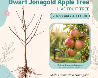 Manzano enano Jonagold, árbol frutal vivo – 2 años de edad, 90-120 cm de altura, manzanas dulces y ligeramente ácidas para postre, zonas 4-9.