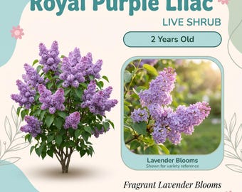 Arbusto vivo de lila púrpura real – 2 años de edad, 60-90 cm de altura, flores de lavanda muy fragantes, grandes racimos piramidales, tolerante a la sequía.